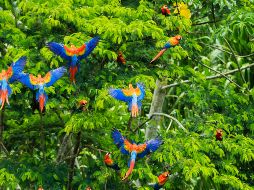 Durante su campaña, Flávio Bolsonaro indicó que abriría las tierras indígenas a actividades económicas, sin aclarar si establecería normas de deforestación para esos territorios. UNSPLASH