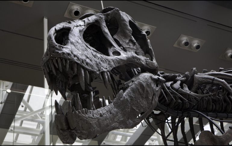El estudio plantea que la historia evolutiva de los animales pudo comenzar mucho antes de lo que permite observar el registro fósil. EFE/ARCHIVO