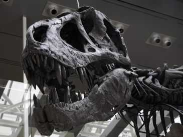 El estudio plantea que la historia evolutiva de los animales pudo comenzar mucho antes de lo que permite observar el registro fósil. EFE/ARCHIVO