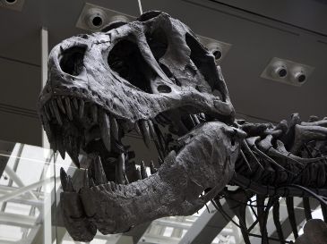 El estudio plantea que la historia evolutiva de los animales pudo comenzar mucho antes de lo que permite observar el registro fósil. EFE/ARCHIVO
