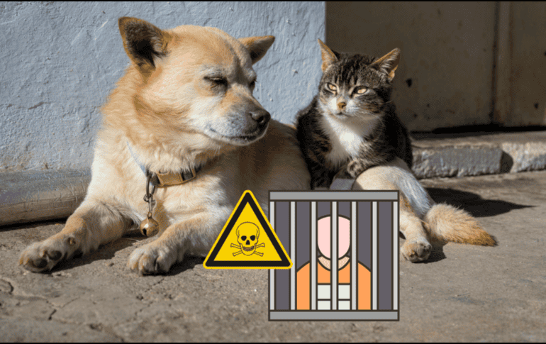 La modificación al Código Penal veracruzano no surgió de la nada, sino como respuesta a lamentables episodios de violencia extrema contra la fauna urbana. CANVA