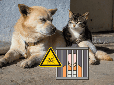 La modificación al Código Penal veracruzano no surgió de la nada, sino como respuesta a lamentables episodios de violencia extrema contra la fauna urbana. CANVA