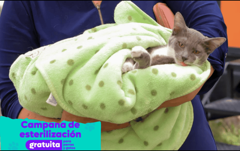La esterilización de perros y gatos no representa un riesgo para su salud y, por el contrario, puede contribuir a prevenir algunas enfermedades. ESPECIAL/ Facebook/ Protección Animal Zapopan
