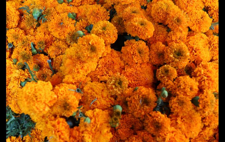 En la tradición prehispánica, los mexicas relacionaban su color con el sol y utilizaban las flores en los espacios dedicados a los muertos. EL INFORMADOR / ARCHIVO