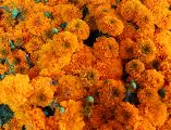 En la tradición prehispánica, los mexicas relacionaban su color con el sol y utilizaban las flores en los espacios dedicados a los muertos. EL INFORMADOR / ARCHIVO