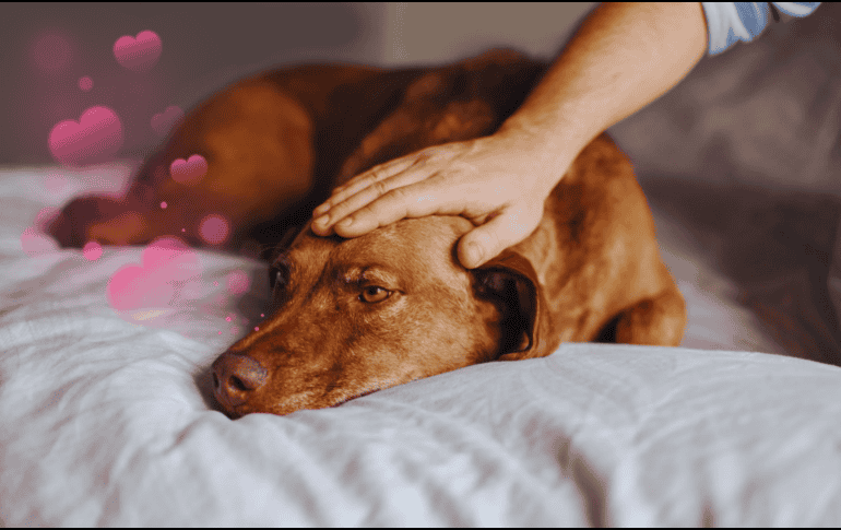 Bastan únicamente diez minutos de interacción táctil directa con un canino para generar cambios fisiológicos medibles en el cuerpo humano. ESPECIAL / CANVA