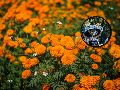 En todos lados venden flores de cempasúchil esta temporada, pero no todas son cultivadas en México. ESPECIAL/PEXELS