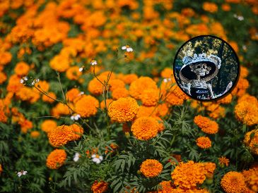 En todos lados venden flores de cempasúchil esta temporada, pero no todas son cultivadas en México. ESPECIAL/PEXELS
