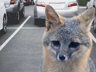 El llamado busca localizar a cualquier persona o mascota que haya tenido contacto físico con el mamífero en esa zona para brindarle atención médica oportuna. ESPECIAL / CANVA