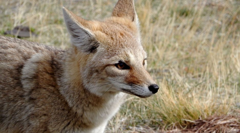 Una zorra gris capturada en Cancún dio positivo a rabia tras rasguñar a una niña. El animal fue sometido a eutanasia por protocolo sanitario. ESPECIAL/PEXELS