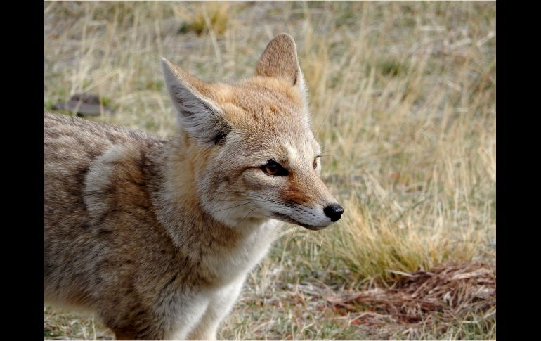 Una zorra gris capturada en Cancún dio positivo a rabia tras rasguñar a una niña. El animal fue sometido a eutanasia por protocolo sanitario. ESPECIAL/PEXELS