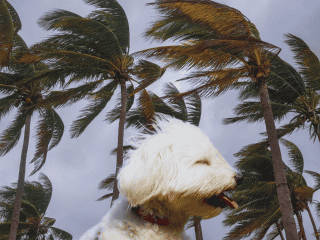 El debilitamiento de 