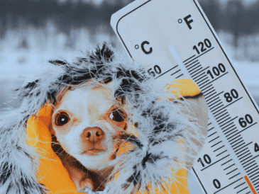 No olvides proteger a tus mascotas del frío, brindándoles un refugio cálido al interior del hogar durante la madrugada. ESPECIAL / CANVA