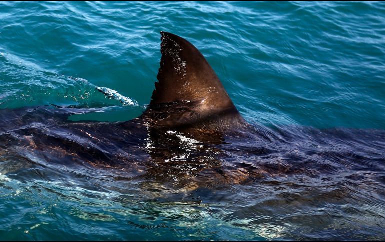 Señalan que la mujer habría llevado consigo un dispositivo magnético usado para ahuyentar a tiburones, pero parece que este no habría funcionado. AP / ARCHIVO