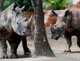 El Zoológico Guadalajara recibirá este 21 de octubre a cuatro rinocerontes blancos provenientes de Europa. EFE/ ARCHIVO