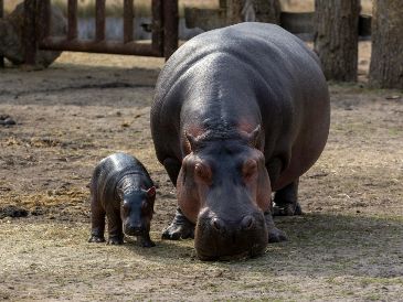 El Zoológico de Culiacán mantiene ahora al ejemplar de hipopótamo hembra bajo observación. UNSPLASH