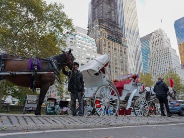 Kathleen Schatzmann, de la fundación Animal Legal Defense, calificó la votación como "el inicio de un enfoque más humano y seguro para el turismo en Nueva York". EFE/A. Colmenares