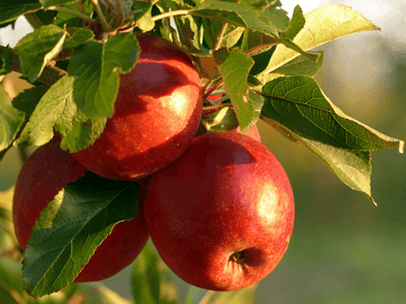 Las principales organizaciones de salud respaldan el poder de una dieta rica en frutas para el cuidado cardiovascular. CANVA