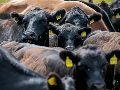 El virus Shamonda afecta principalmente a animales de ganado como las vacas, ovejas, cabras y caballos. UNSPLASH