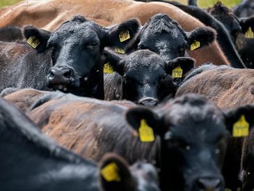 El virus Shamonda afecta principalmente a animales de ganado como las vacas, ovejas, cabras y caballos. UNSPLASH