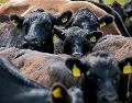 El virus Shamonda afecta principalmente a animales de ganado como las vacas, ovejas, cabras y caballos. UNSPLASH