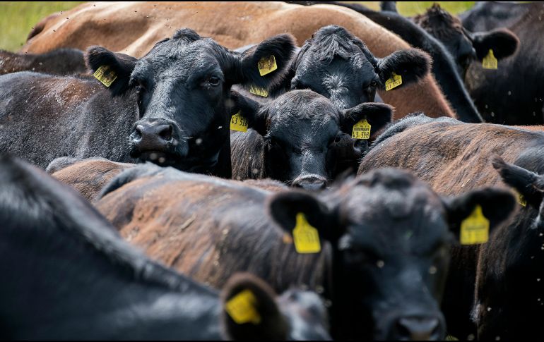 El virus Shamonda afecta principalmente a animales de ganado como las vacas, ovejas, cabras y caballos. UNSPLASH