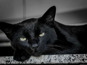 Durante los meses de octubre y noviembre, la superstición y los falsos mitos asociados a la temporada generan un repunte en el peligro para ciertos animales. UNSPLASH