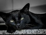 Durante los meses de octubre y noviembre, la superstición y los falsos mitos asociados a la temporada generan un repunte en el peligro para ciertos animales. UNSPLASH