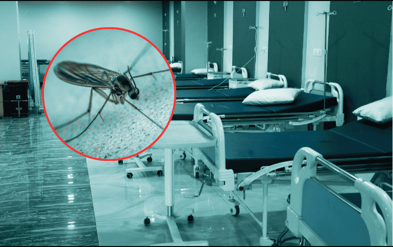 El shamonda es un virus que se identificó por primera vez en Nigeria a mediados de los años 1960, que transmite un mosquito de tipo culicoides principalmente al ganado bovino. ESPECIAL/Canva