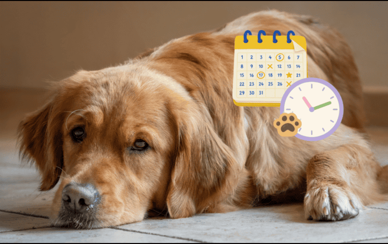La vacunación y la desparasitación son fundamentales para prevenir enfermedades y favorecer una vida larga y saludable en los perros. PIXABAY / CANVA