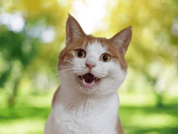Según los reportes oficiales, al menos 16 gatos han muerto presuntamente envenenados en este espacio público. ESPECIAL / CANVA