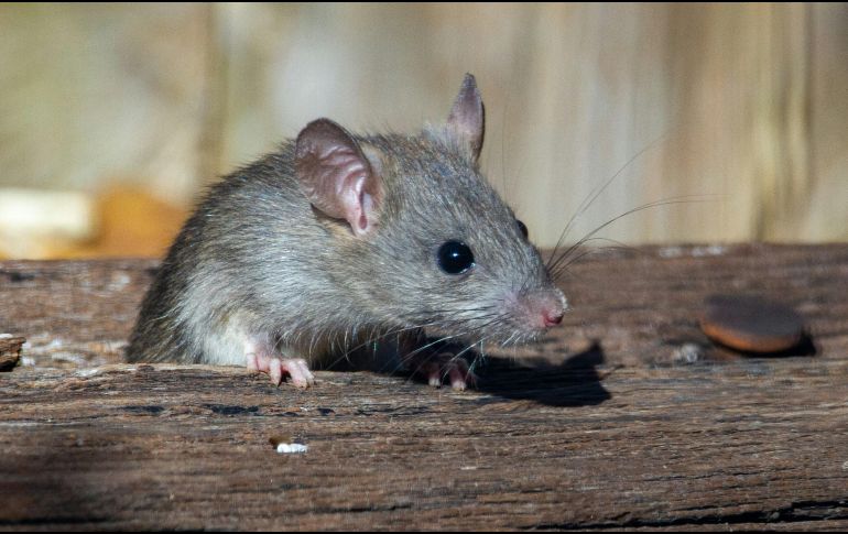 Los ratones pueden atravesar aberturas sorprendentemente pequeñas. UNSPLASH