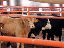 Las restricciones sanitarias de Estados Unidos supusieron un duro golpe al sector ganadero mexicano. EFE/Secretaría de Agricultura y Desarrollo Rural