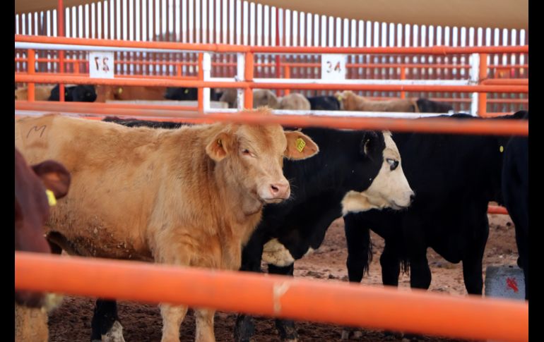 Las restricciones sanitarias de Estados Unidos supusieron un duro golpe al sector ganadero mexicano. EFE/Secretaría de Agricultura y Desarrollo Rural
