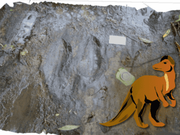 En este caso, las huellas podrían convertirse en una especie de mapa del movimiento de los dinosaurios que recorrieron aquella antigua región. CINAH Michoacán / ESPECIAL
