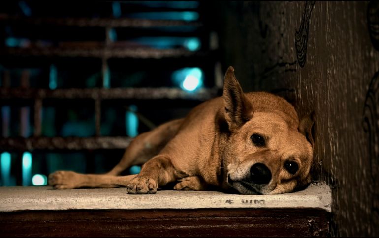 Lo más importante cuando nuestra mascota ingiere veneno es actuar con velocidad y acudir al veterinario de manera inmediata. UNSPLASH