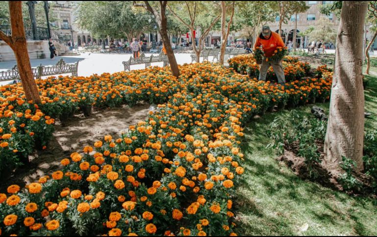 Las flores de cempasúchil llegaron a Guadalajara. ESPECIAL / Ayuntamiento de Guadalajara