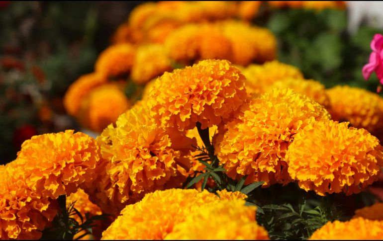 El secreto para que tus flores permanezcan durante los días más significativos, es elegirlas bien desde el principio. UNSPLASH