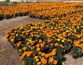Sigue los mejores tips para conservar tus flores de cempasúchil frescas y radiantes durante toda la celebración. SUN/P. Gamboa