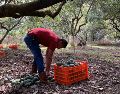 Aguacateros michoacanos denuncian supuestas malas prácticas por parte de empacadores. SUN/ARCHIVO