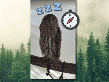 Más que perderse, las pardelas parecen sufrir algo parecido a un pequeño jet lag que modifica durante un tiempo la brújula con la que leen el cielo. CANVA / ESPECIAL