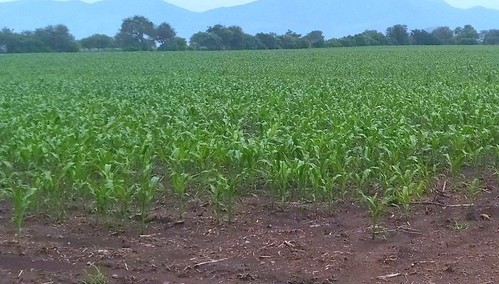  ESPECIAL/ GOBIERNO DE TLAJOMULCO