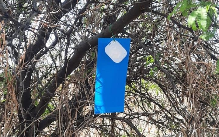 &nbsp; Se prevé la instalación de hasta 300 trampas por cada brote detectado. CORTESÍA 